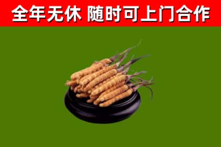 依安烟酒回收冬虫夏草.jpg